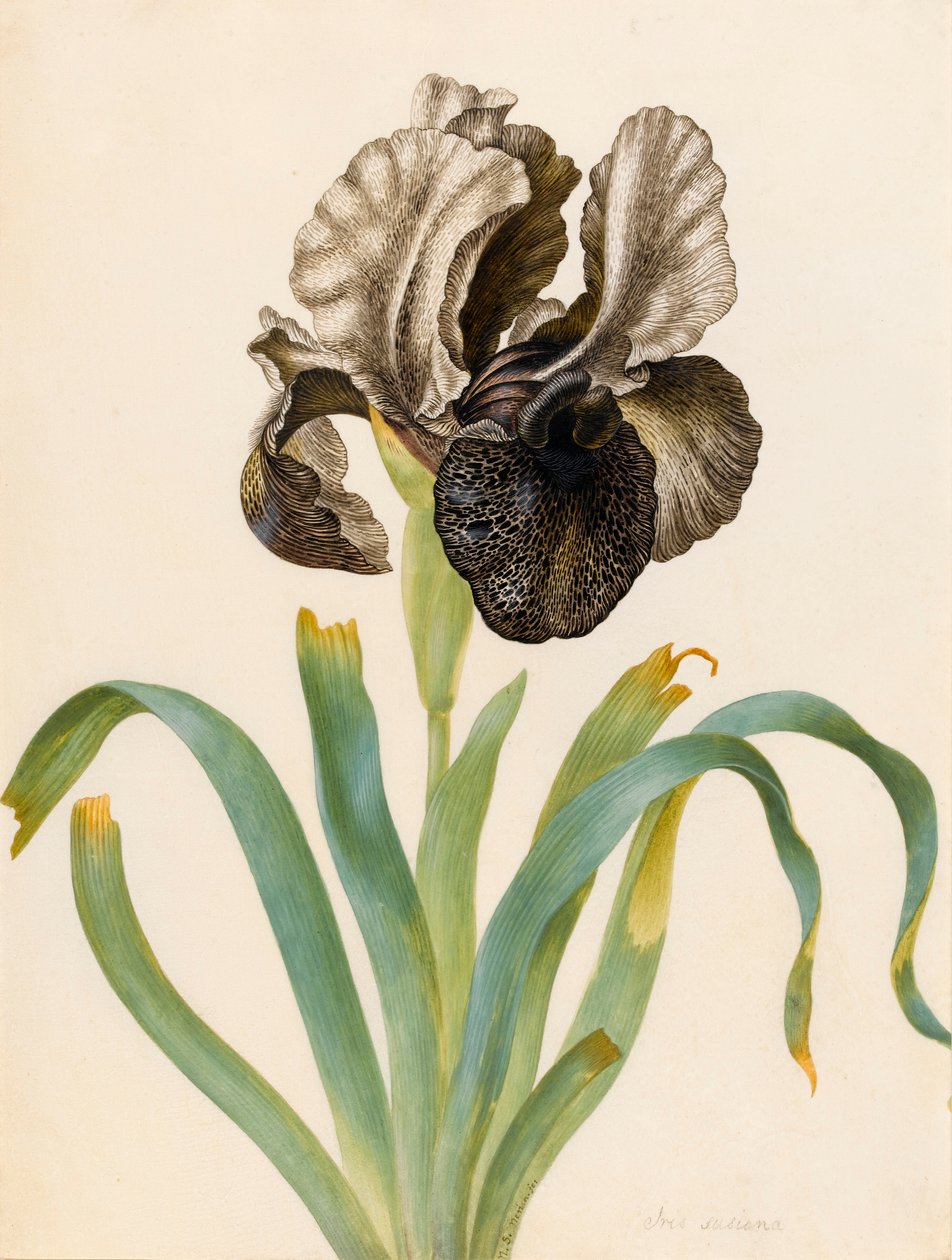 Iris Susiana (wc na welinie) autorstwa Maria Sibylla Merian