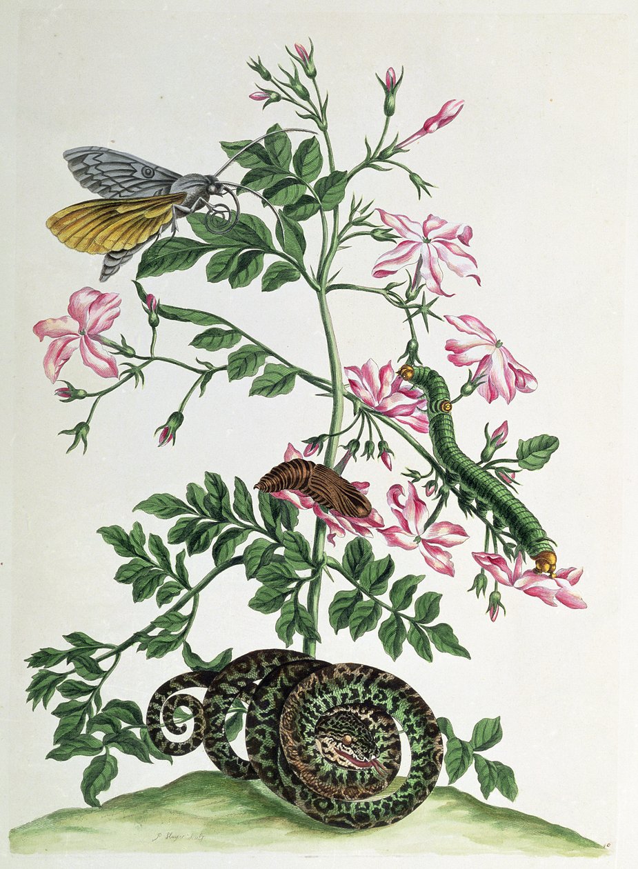 Jaśmin: z wężem, ćmą, gąsienicą i poczwarką, płyta 46 z „Over de Voor Tooling”, 1730 autorstwa Maria Sibylla Merian