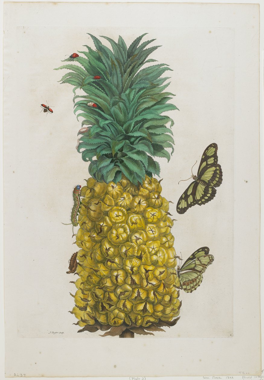 Dojrzały ananas z motylami, 1705-71 (akwaforta i rycina ręcznie kolorowana) autorstwa Maria Sibylla Merian
