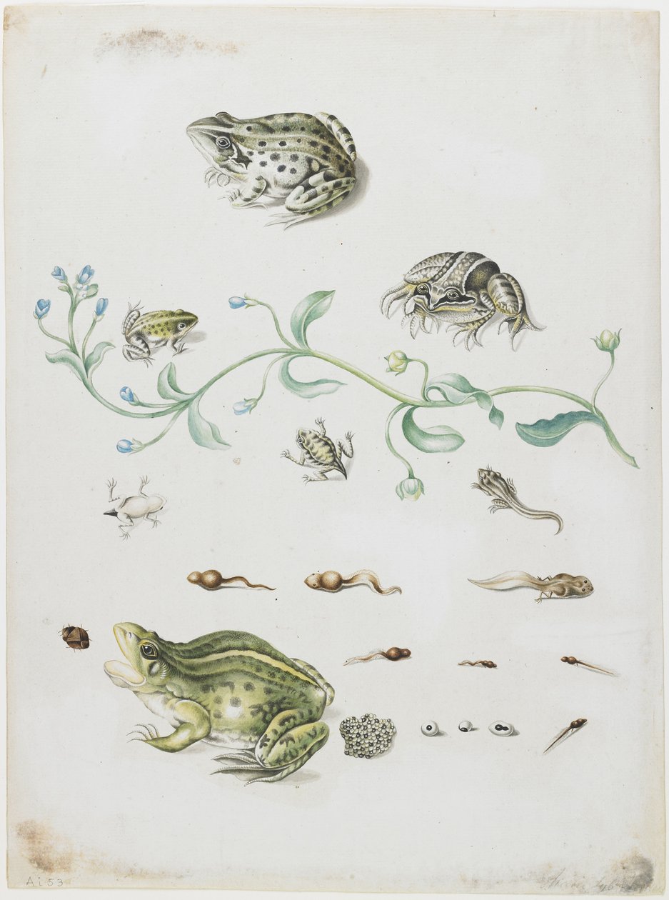 Metamorfoza żaby i niebieskiego kwiatka autorstwa Maria Sibylla Merian