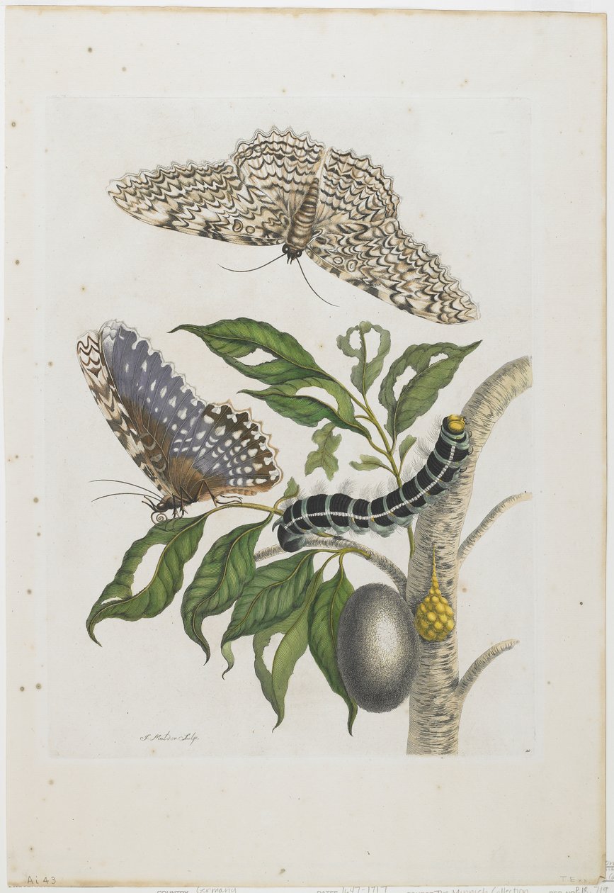Ćmy, gąsienice i liście, 1705-71 (akwaforta i rycina ręcznie kolorowana) autorstwa Maria Sibylla Merian