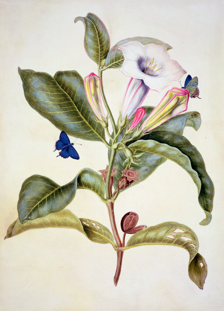 No.3055c Jabłko Thorn (Datura Wrightii) autorstwa Maria Sibylla Merian
