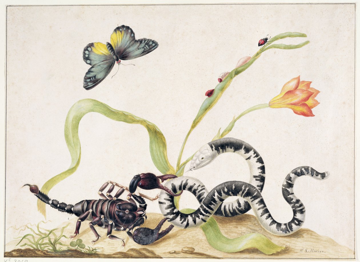 Skorpion i Wąż (grafit i wc na papierze) autorstwa Maria Sibylla Merian
