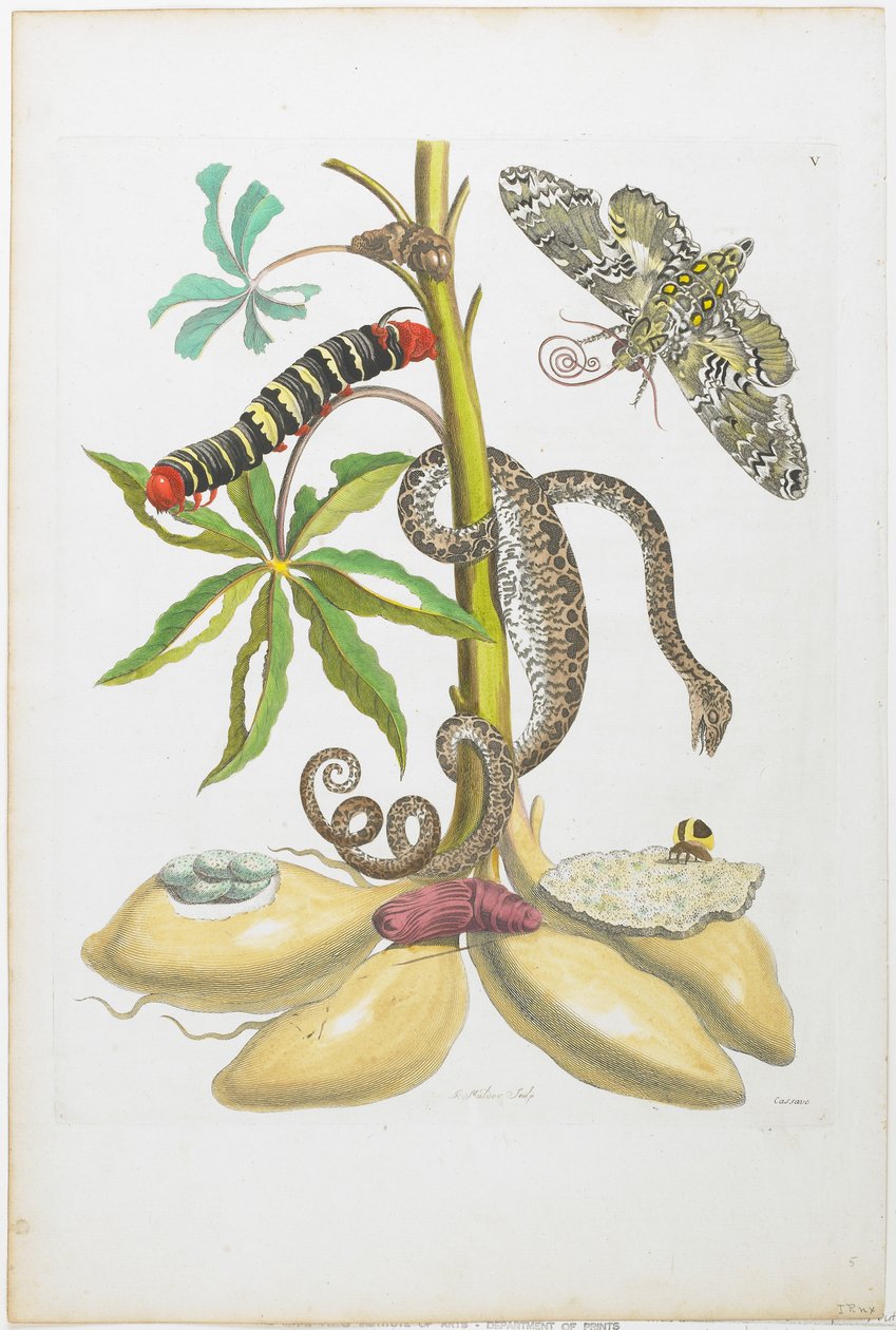 Wąż, gąsienica, motyl i owady na roślinie (akwaforta i rycina ręcznie kolorowana) autorstwa Maria Sibylla Merian