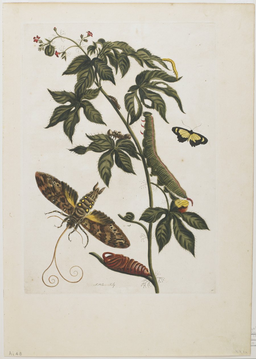 Ćma Sfinksa, larwa, poczwarka i kwiat, 1705-71 (akwaforta i rycina) autorstwa Maria Sibylla Merian