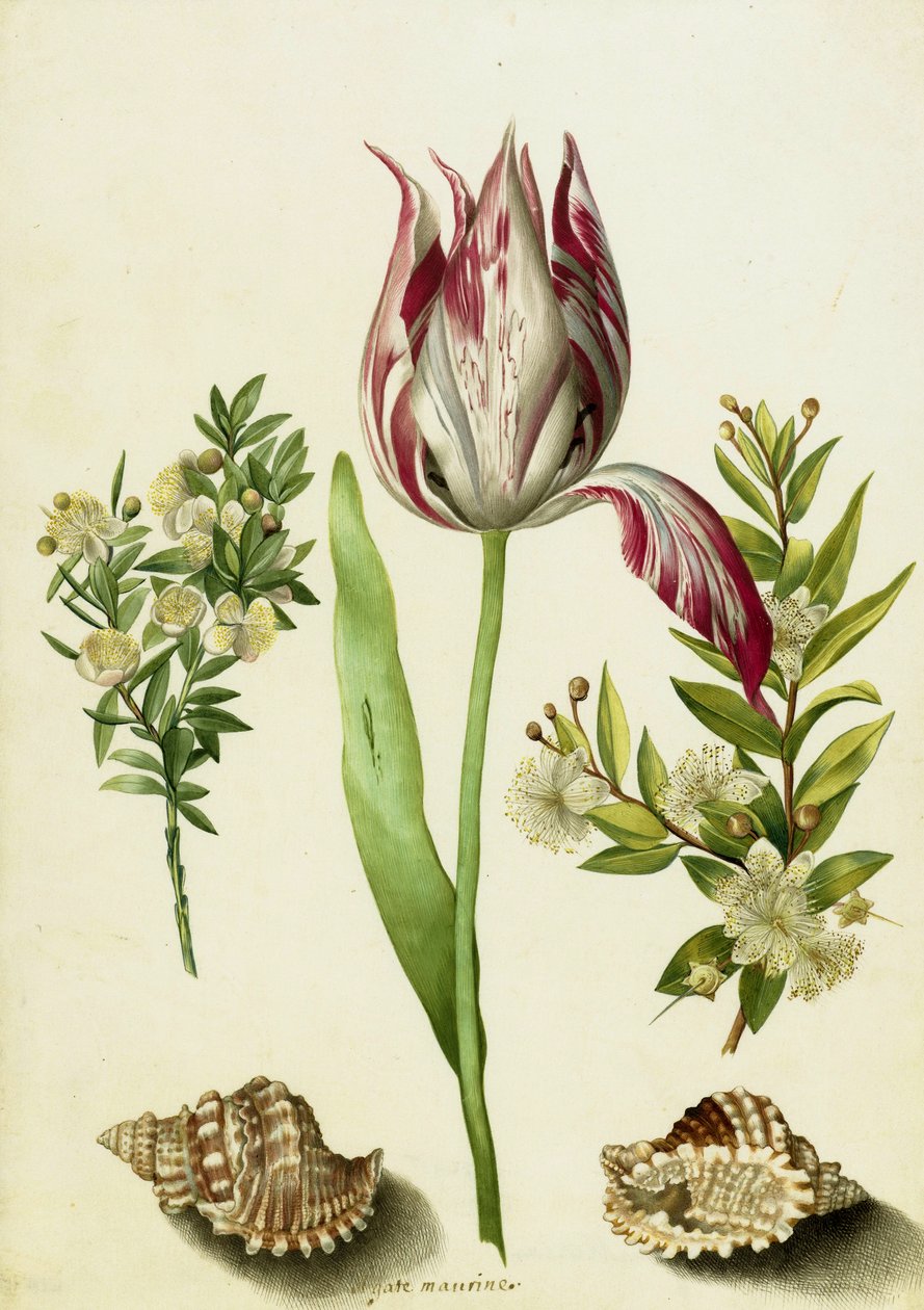 Tulipan, dwie gałązki mirtu i dwie muszle, ok. 1700 (pędzel na pergaminie) autorstwa Maria Sibylla Merian