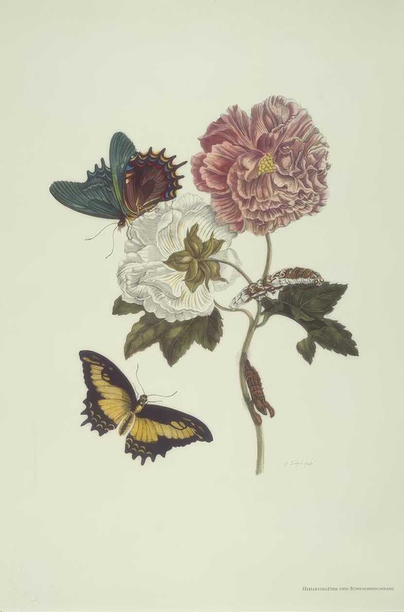 MS Merian, Hibiskus i Jaskółka Jaskółka. autorstwa Maria Sibylla Merian