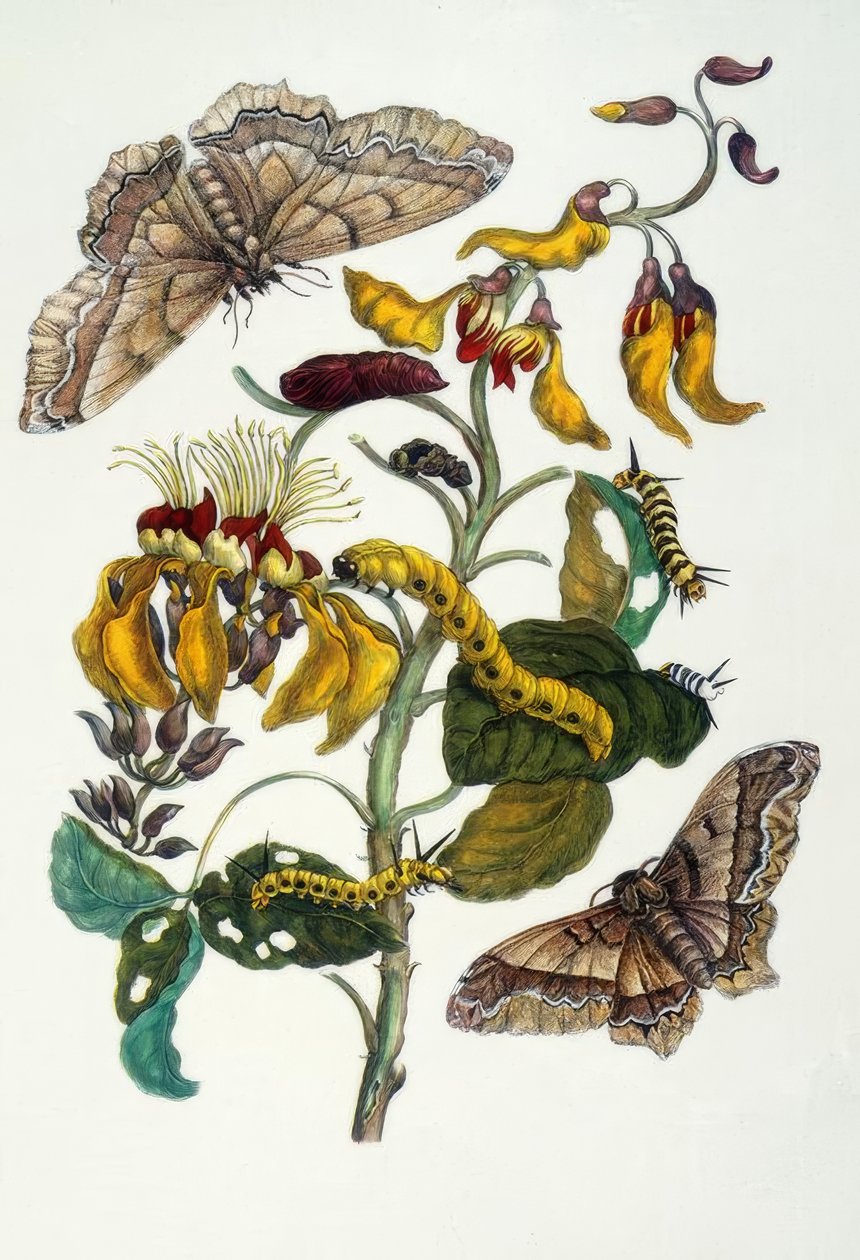 MS Merian, drzewo koralowe i jedwabny pająk autorstwa Maria Sibylla Merian