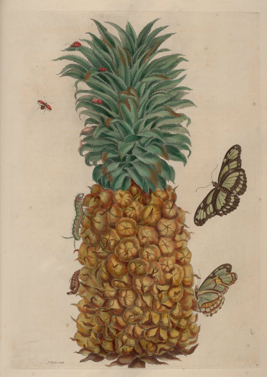 Ananas i karaluch, ilustracja z Metamorphosis insectorum Surinamensium autorstwa Maria Sibylla Merian