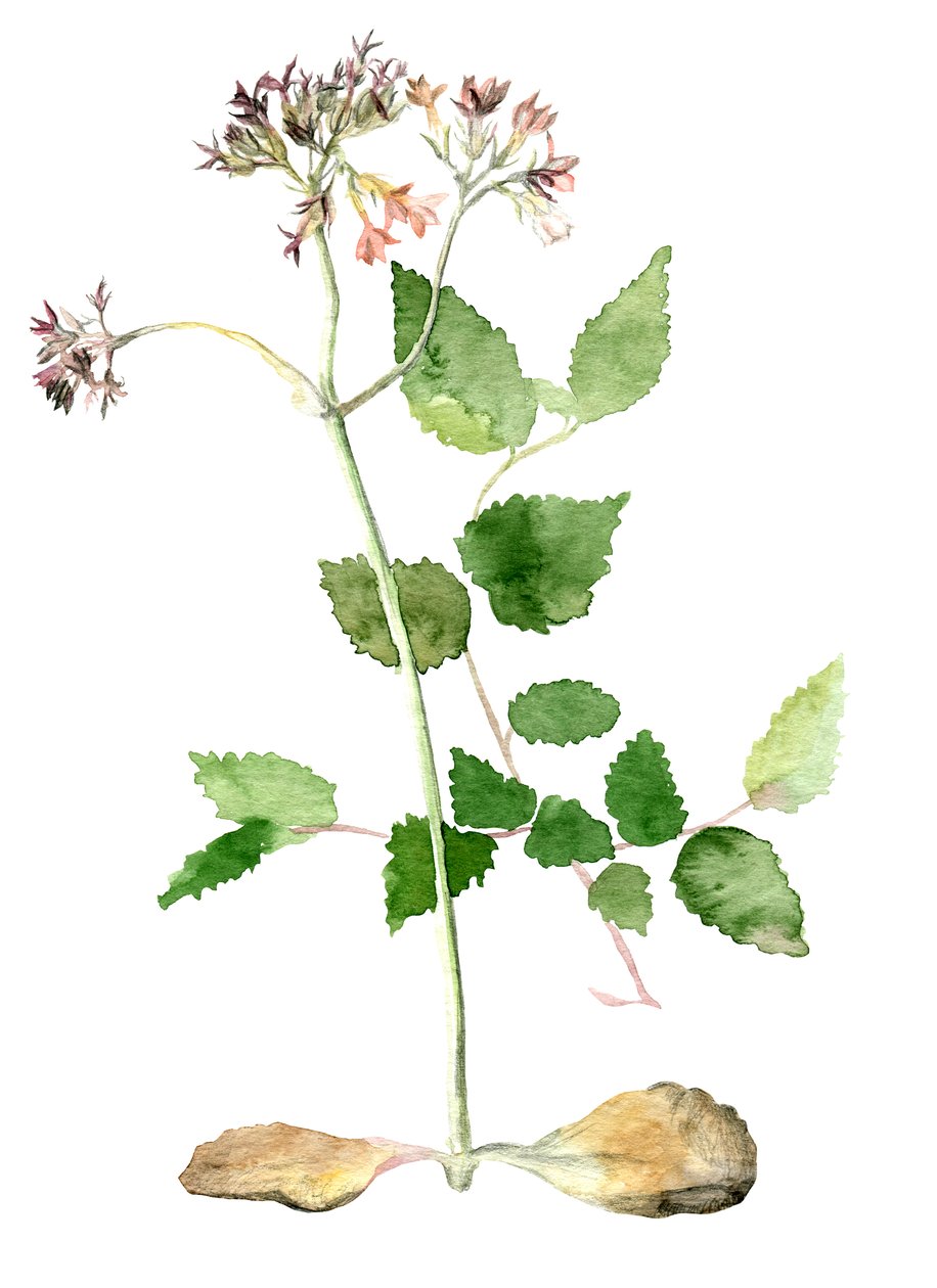 Kwiaty, 2018 r. autorstwa Maria Basea