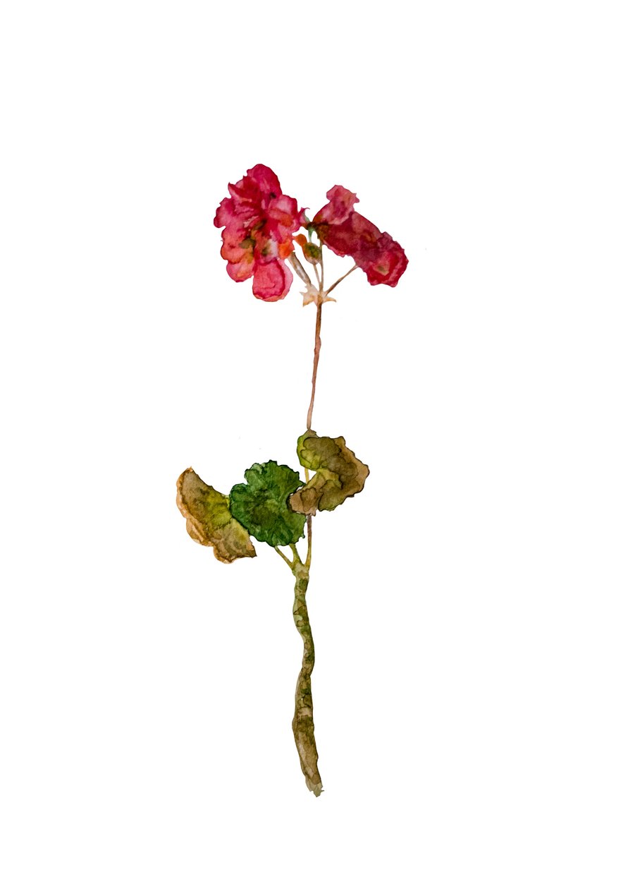 Geranium, 2018 r. autorstwa Maria Basea