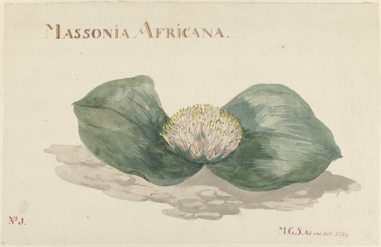 Bloem Massonia Africana MASSONIA AFRICANA (tytuł na obiekcie) autorstwa Maria Geertruida Barbiers Snabilié