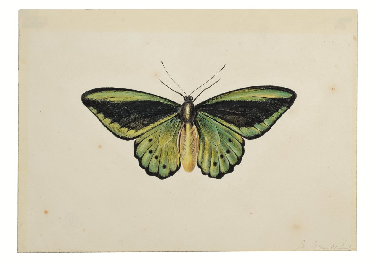 Motyl, zielonka pospolita (Ornithoptera priamus) autorstwa Maria Margaretha van Os