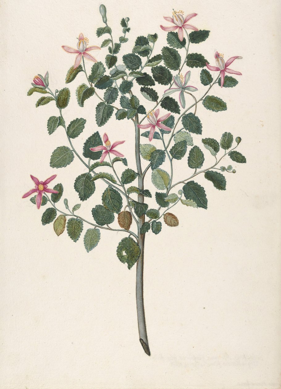 Studium rośliny o czerwonofioletowych kwiatach Sebastiana africana purpurea, 1695. autorstwa Maria Monninckx