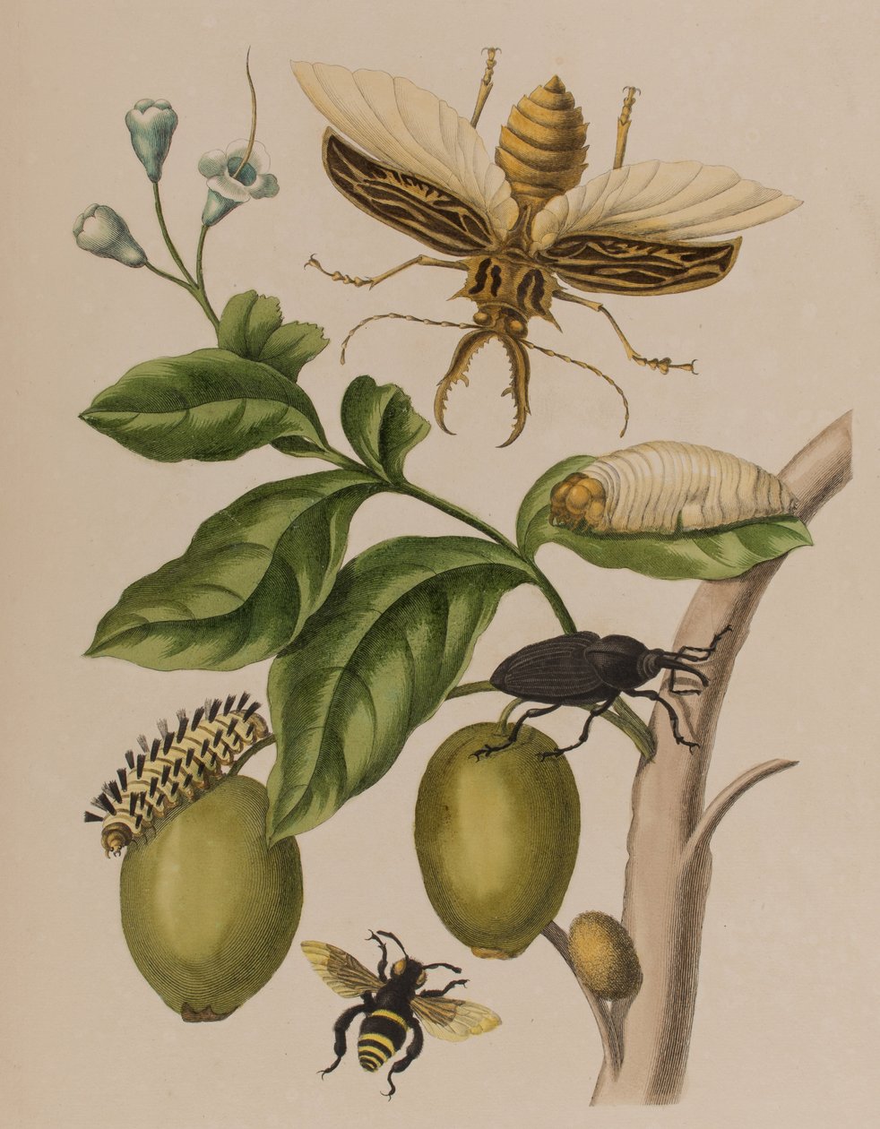 Ilustracja z 