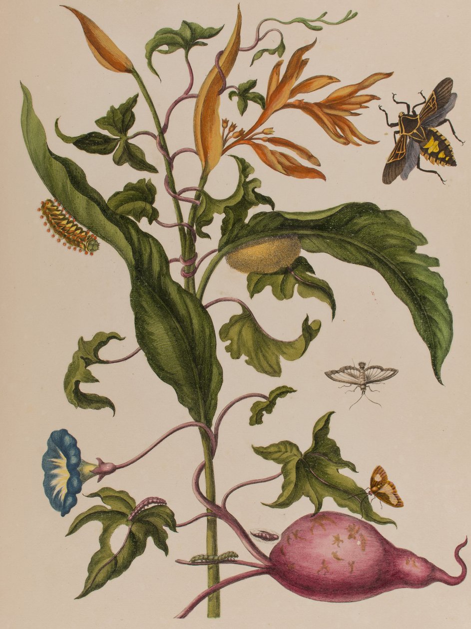 Ilustracja z 