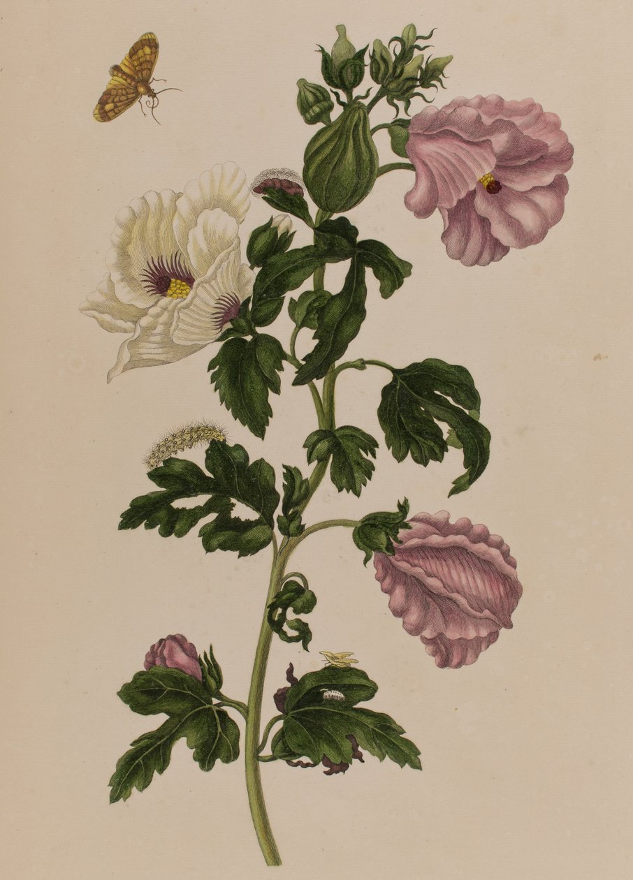 Ilustracja z 