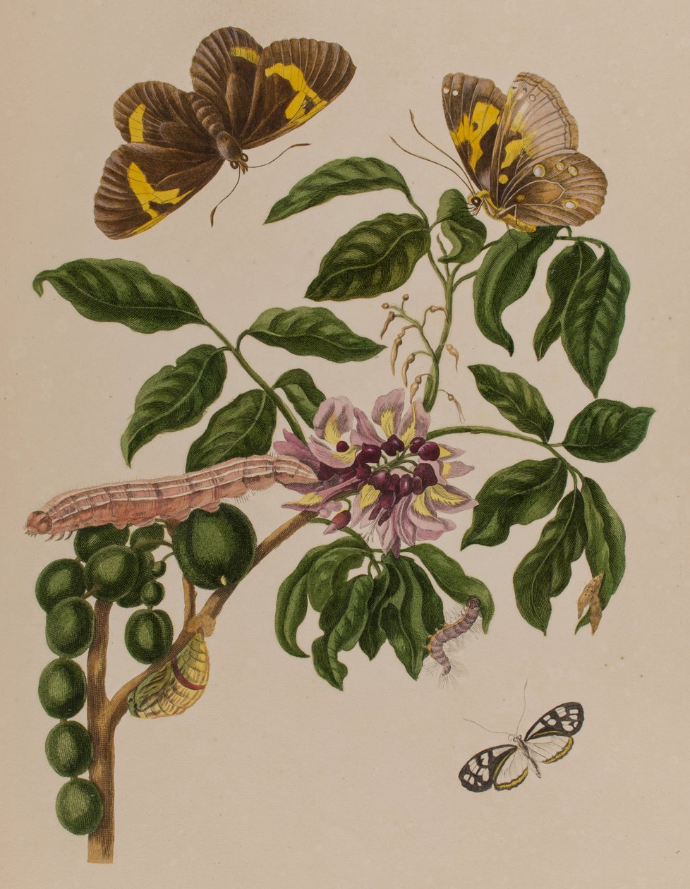 Ilustracja z 