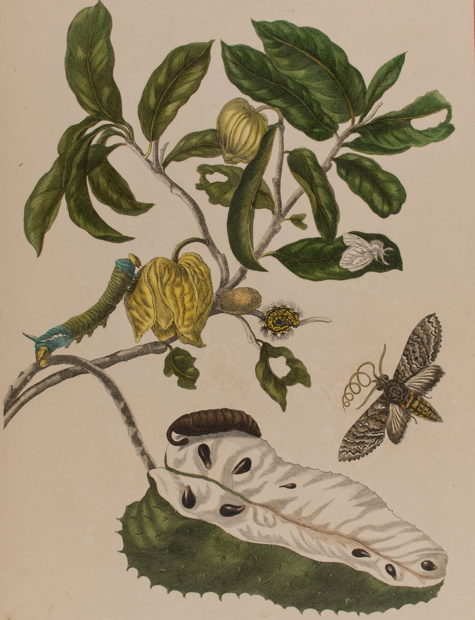 Ilustracja z 