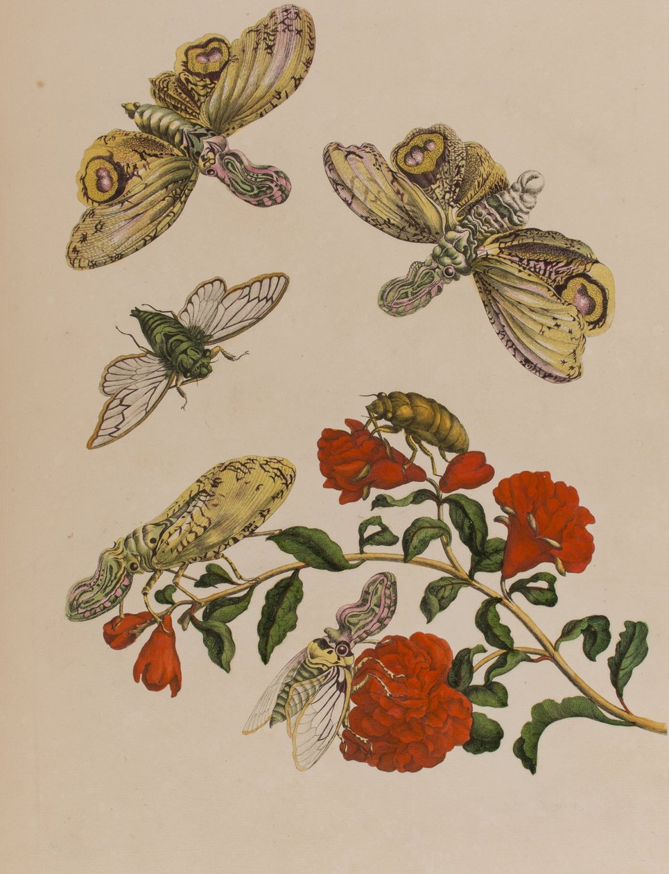 Ilustracja z 