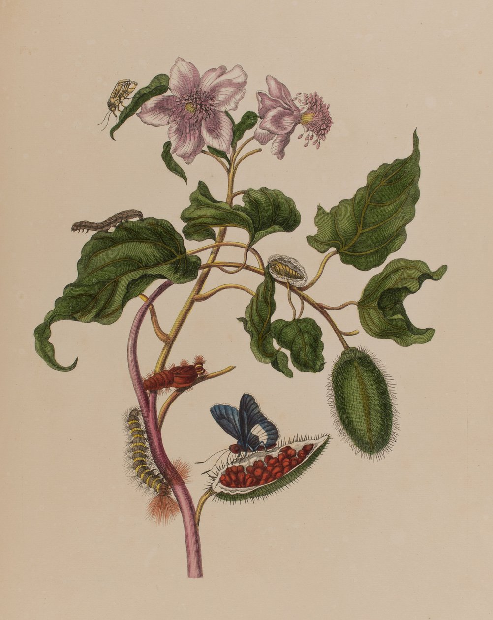 Ilustracja z 