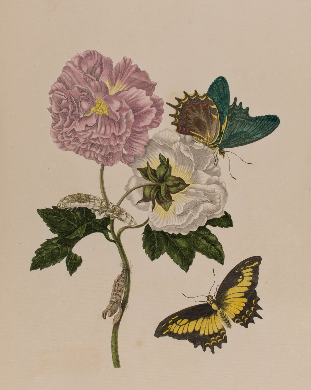 Ilustracja z 