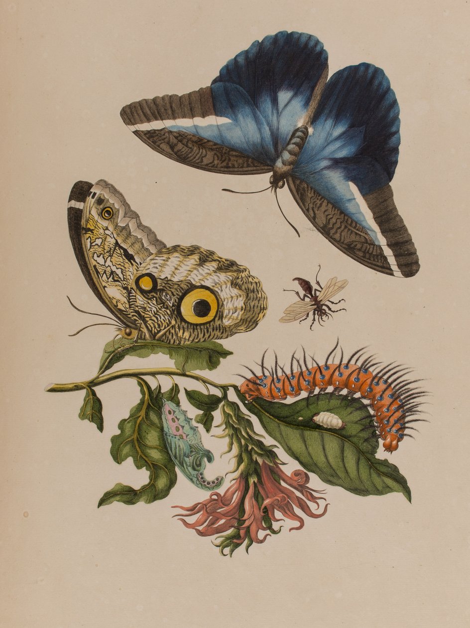 Ilustracja z 