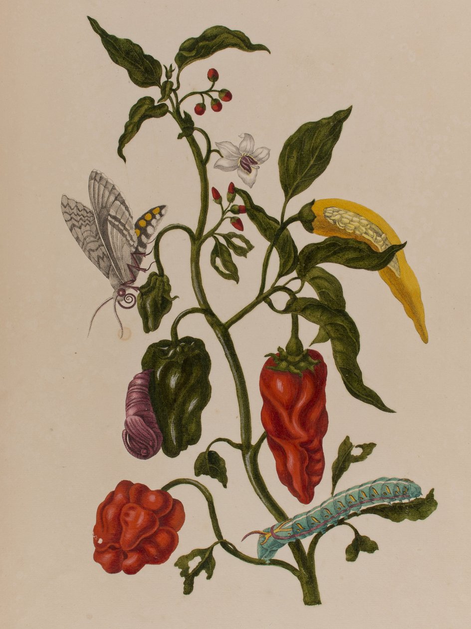 Ilustracja z 