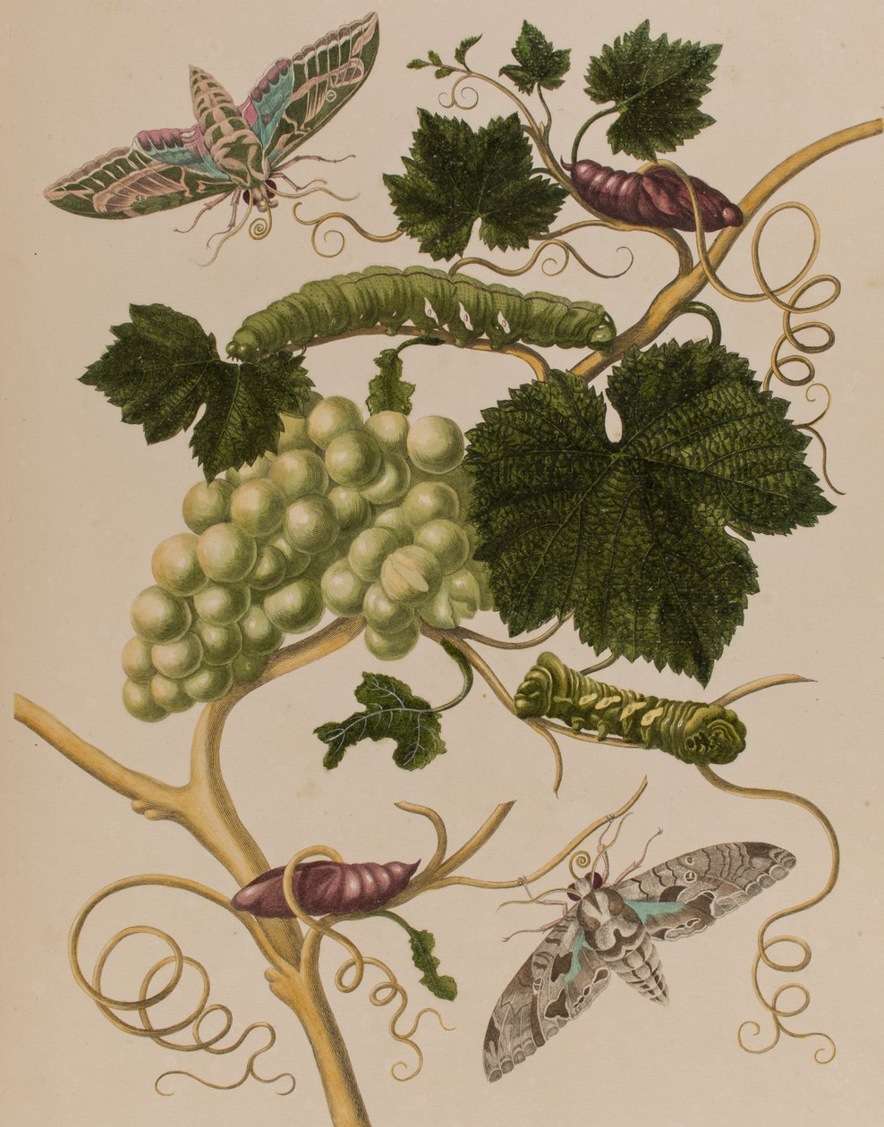 Ilustracja z 
