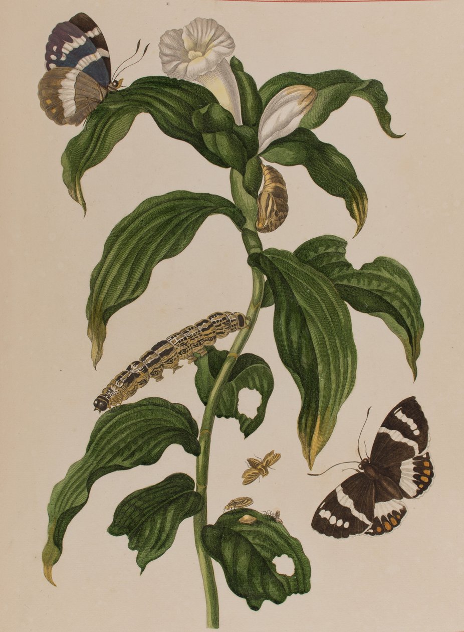 Ilustracja z 