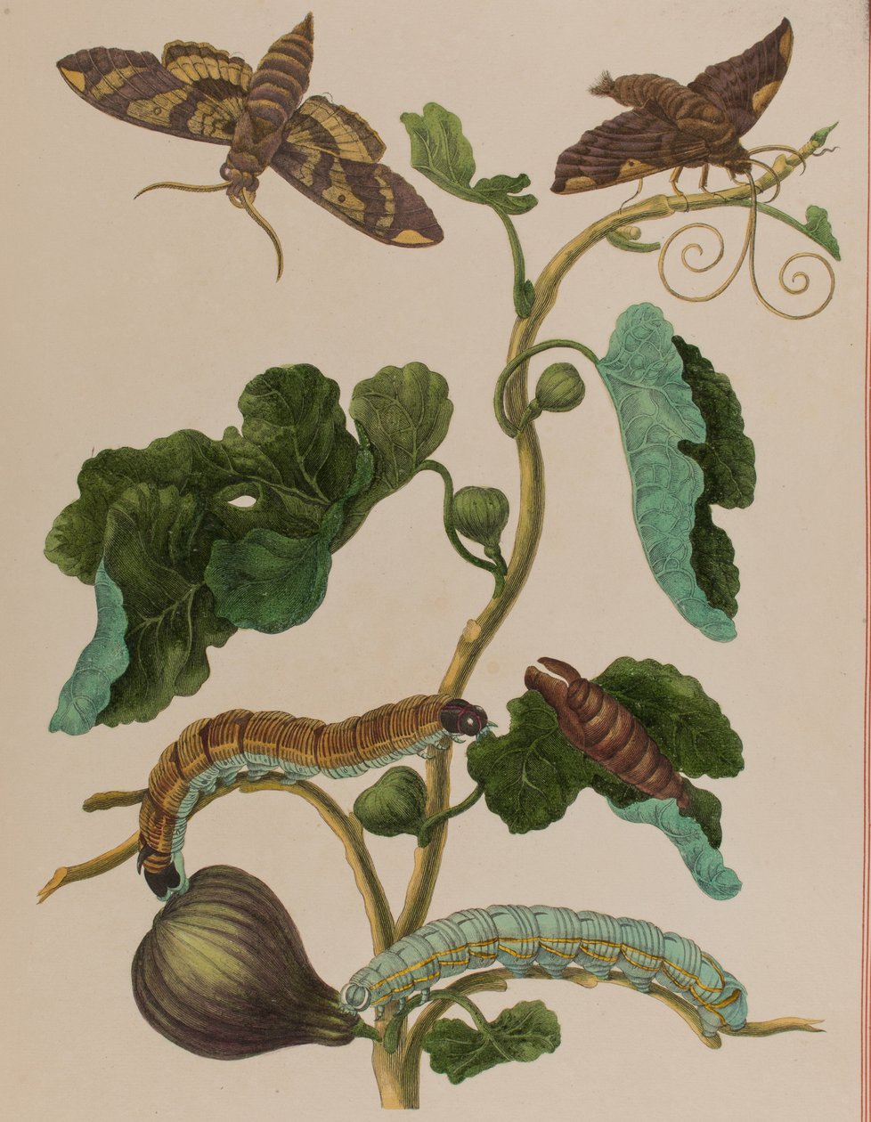 Ilustracja z 