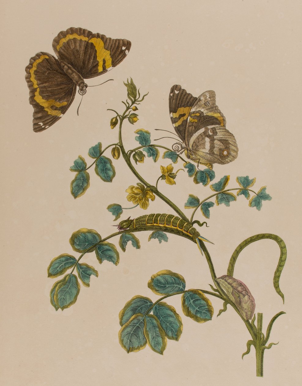 Ilustracja z 