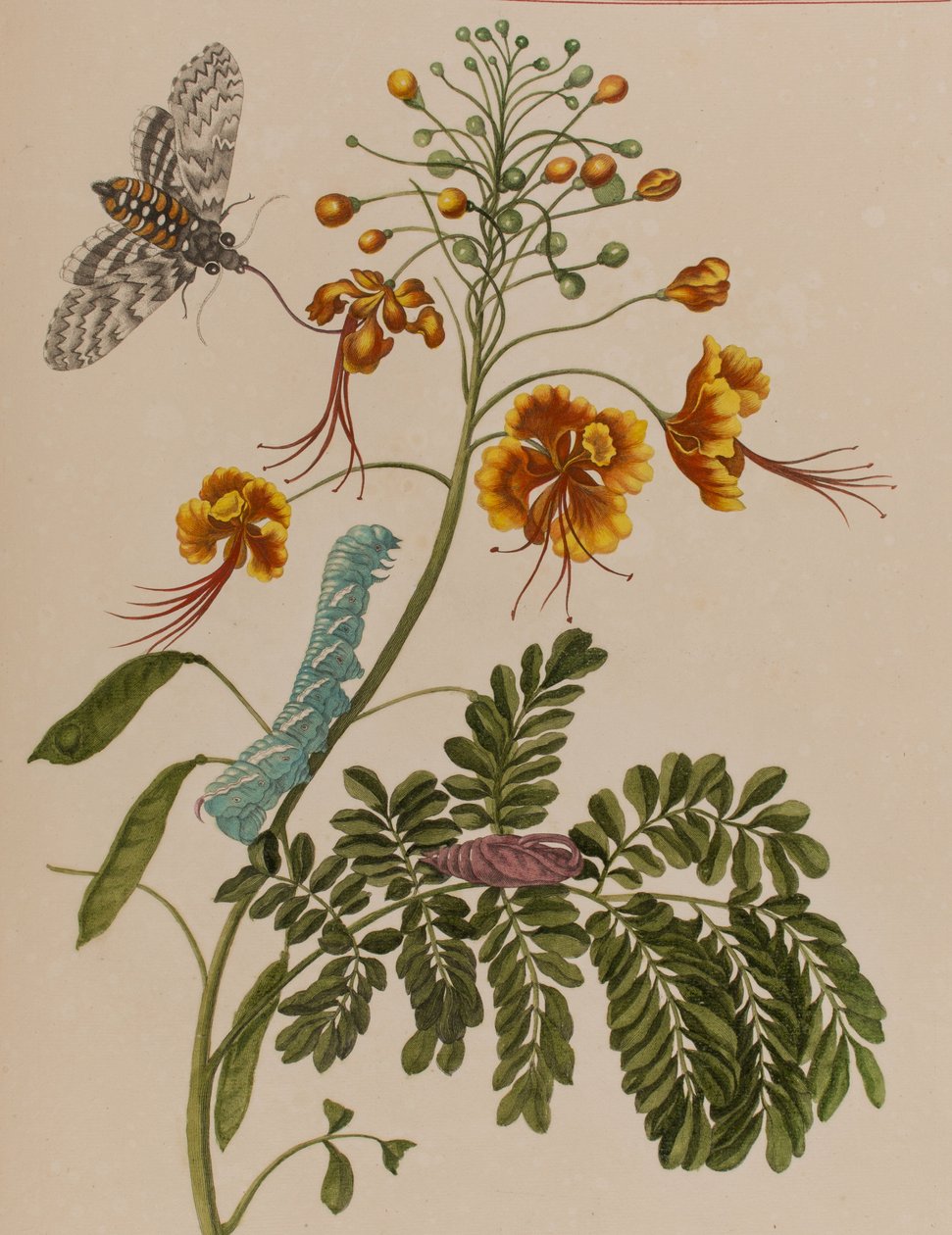 Ilustracja z 
