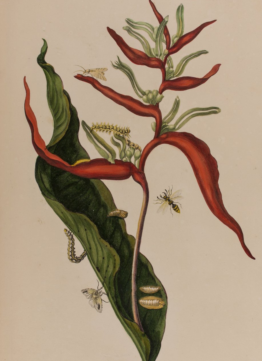 Ilustracja z 