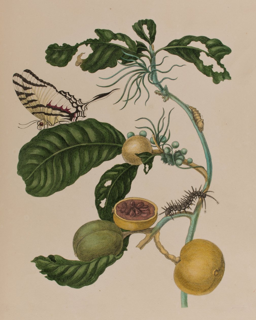 Ilustracja z 