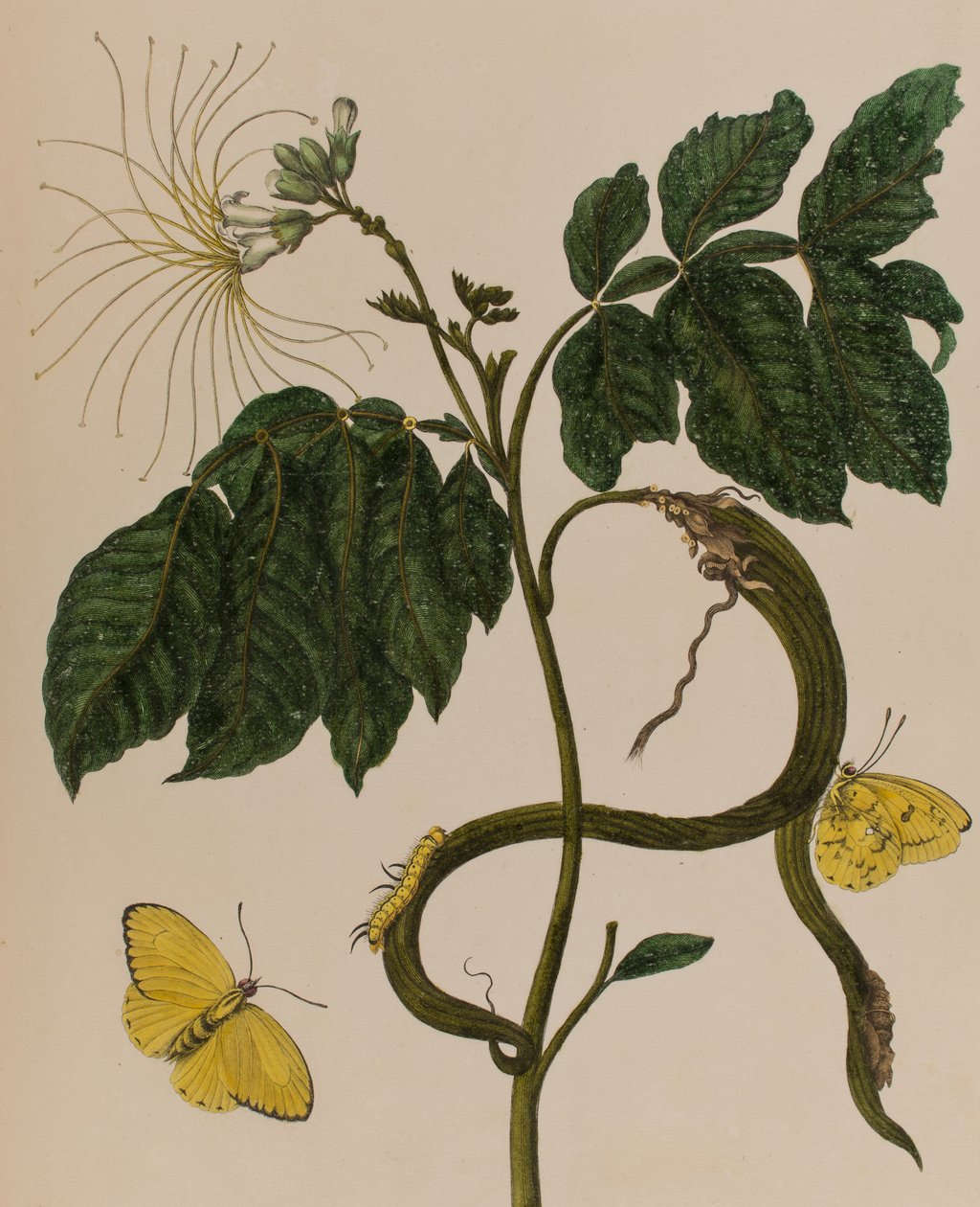 Ilustracja z 