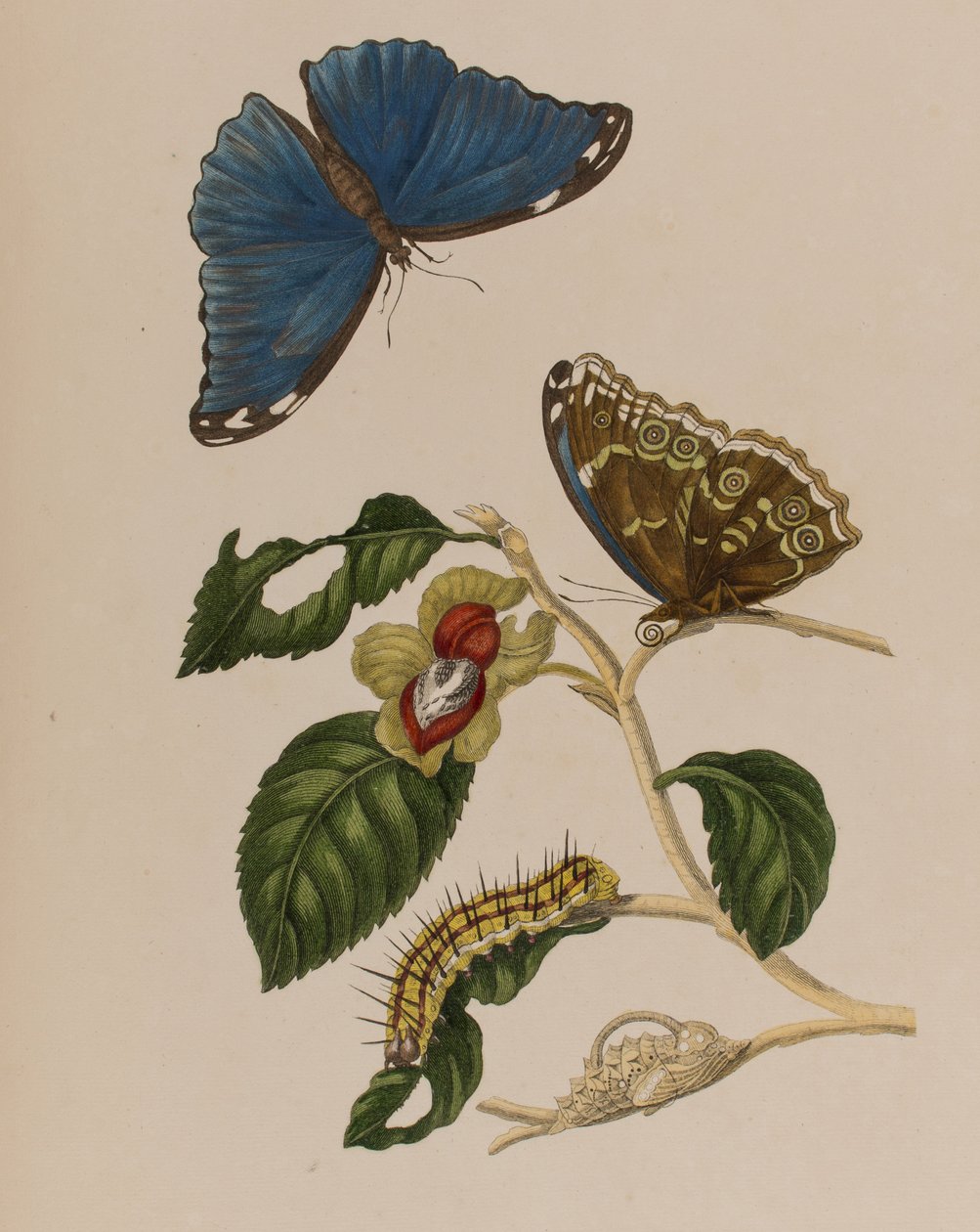 Ilustracja z 