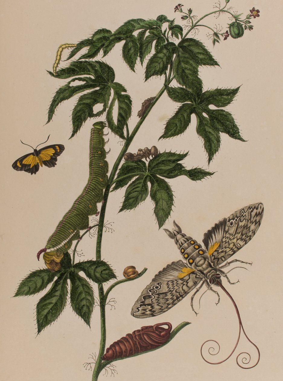 Ilustracja z 