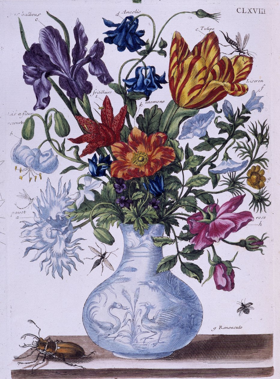 Chrząszcz i różne kwiaty - dess. Maria Sibylla Merian b.d. koniec XVIII wieku autorstwa Maria Sibylla Merian
