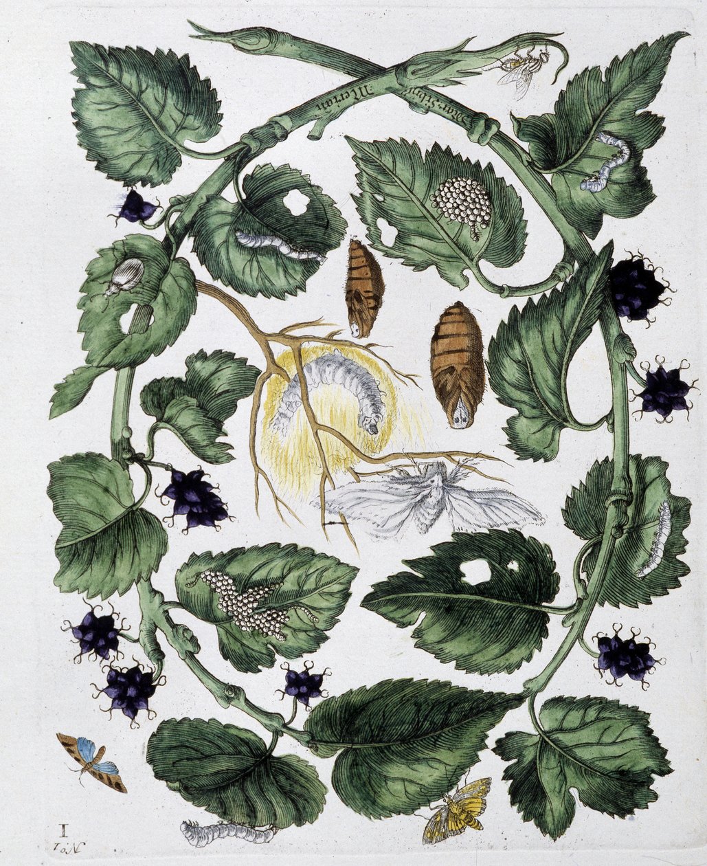 Motyle i poczwarka - dess. Maria Sibylla Merian b.d. koniec XVIII wieku autorstwa Maria Sibylla Merian