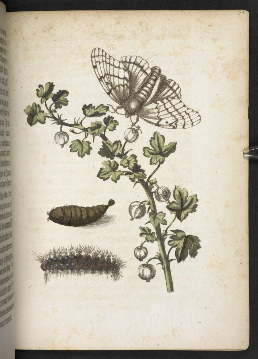 Gąsienica, kokon i motyl z „Cudownej metamorfozy gąsienic i dziwnego pokarmu dla kwiatów...” autorstwa Maria Sibylla Merian