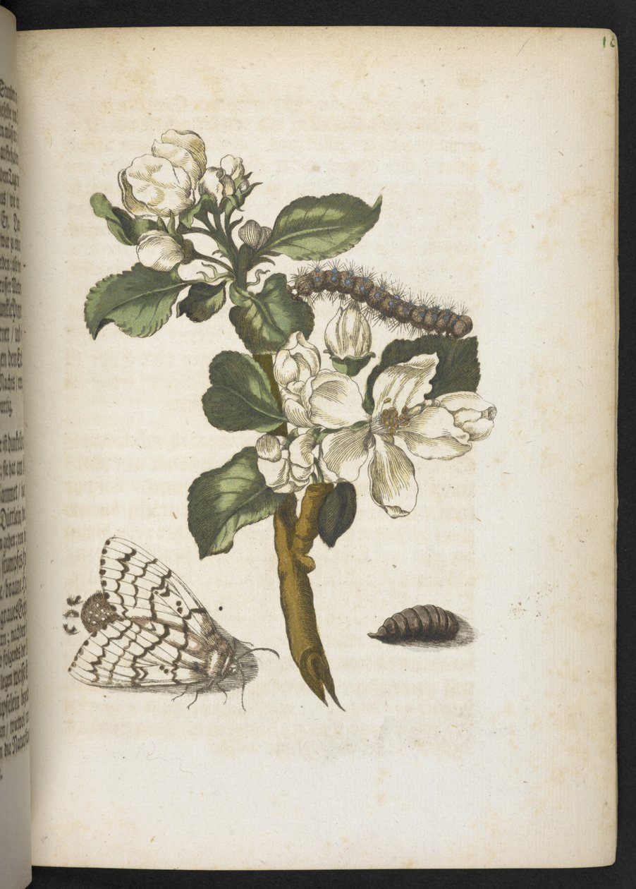 "Cudowna metamorfoza gąsienic i dziwny pokarm kwiatowy..." autorstwa Maria Sibylla Merian