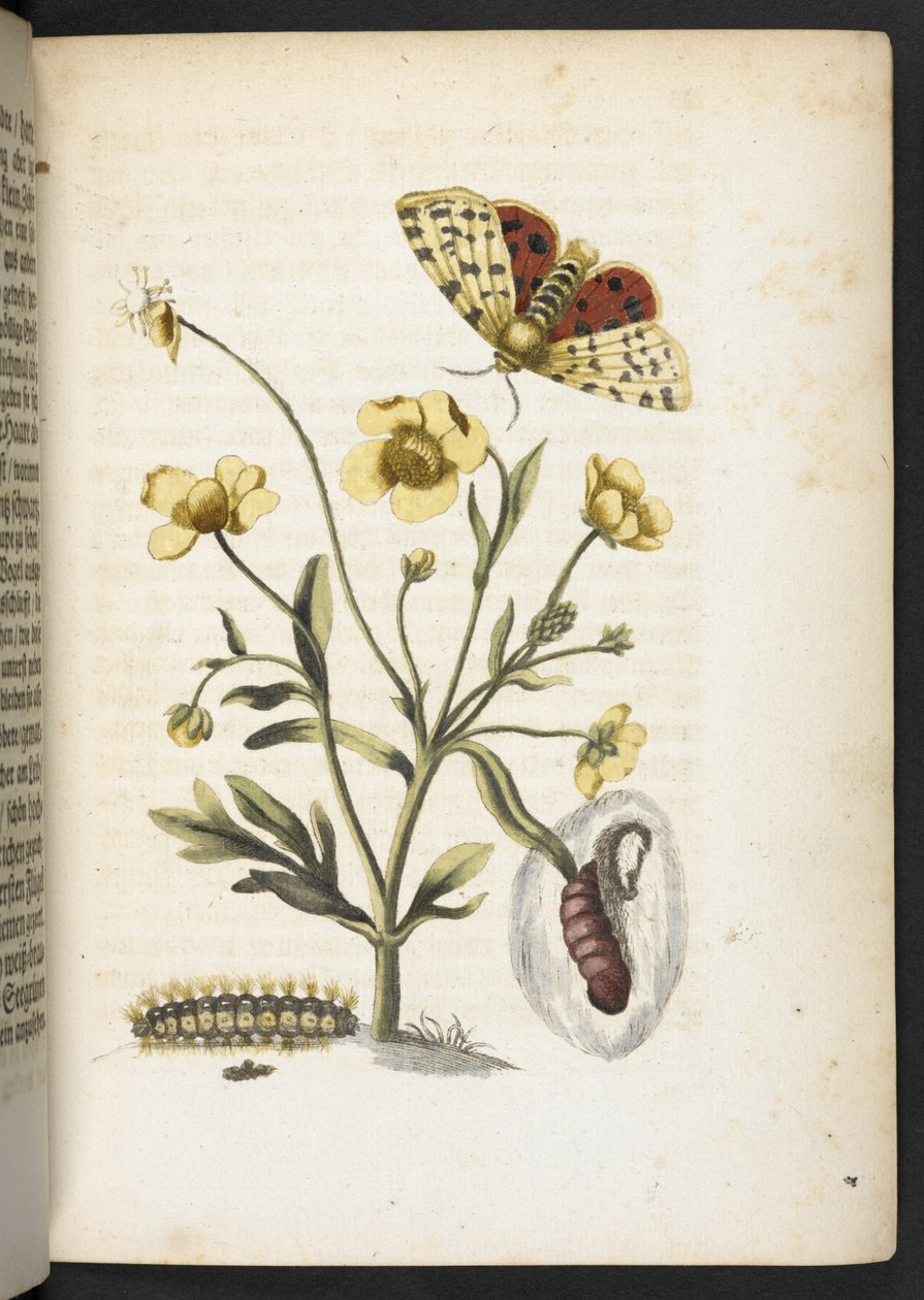 "Cudowna metamorfoza gąsienic i dziwny pokarm kwiatowy..." autorstwa Maria Sibylla Merian