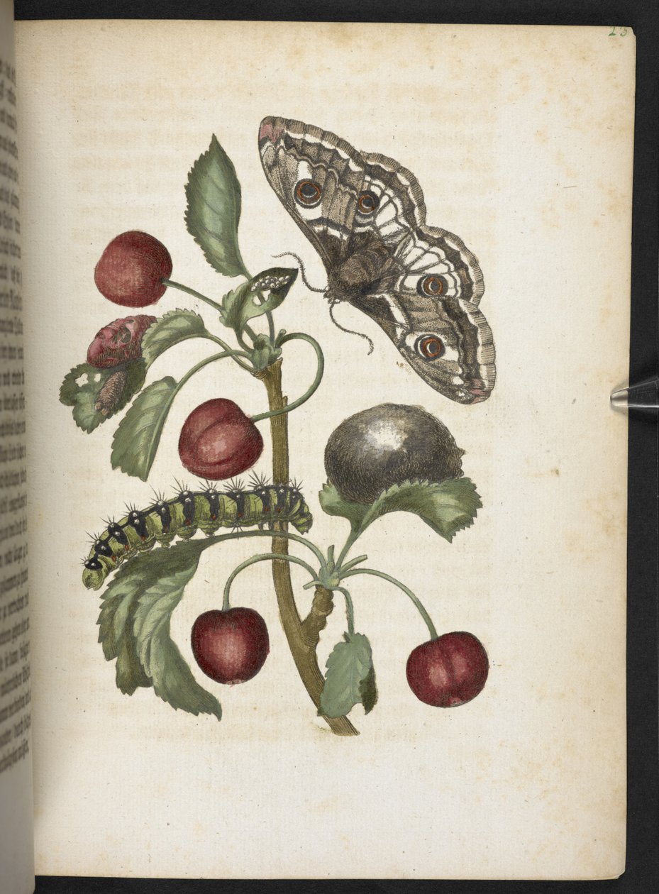 "Cudowna metamorfoza gąsienic i dziwny pokarm kwiatowy..." autorstwa Maria Sibylla Merian