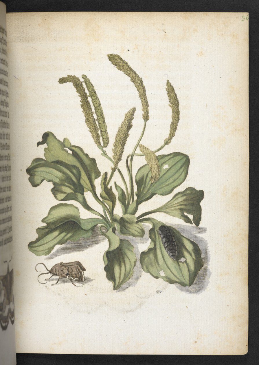 "Cudowna metamorfoza gąsienic i dziwny pokarm kwiatowy..." autorstwa Maria Sibylla Merian