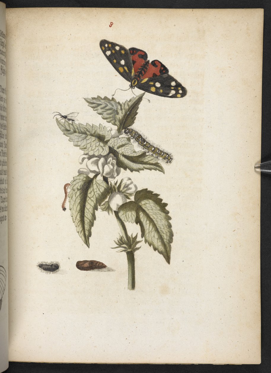 "Cudowna metamorfoza gąsienic i dziwny pokarm kwiatowy..." autorstwa Maria Sibylla Merian