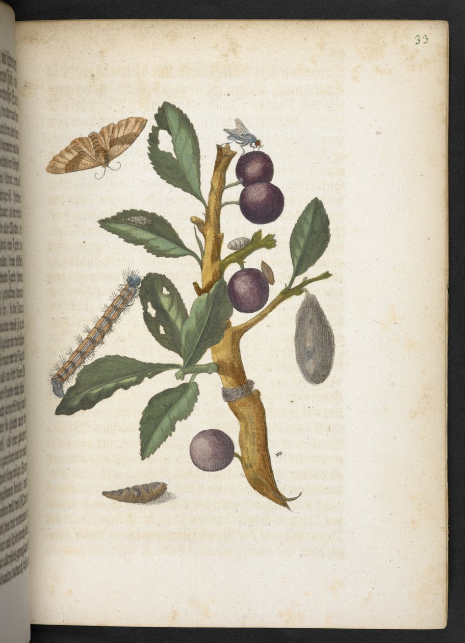 "Cudowna metamorfoza gąsienic i dziwny pokarm kwiatowy..." autorstwa Maria Sibylla Merian