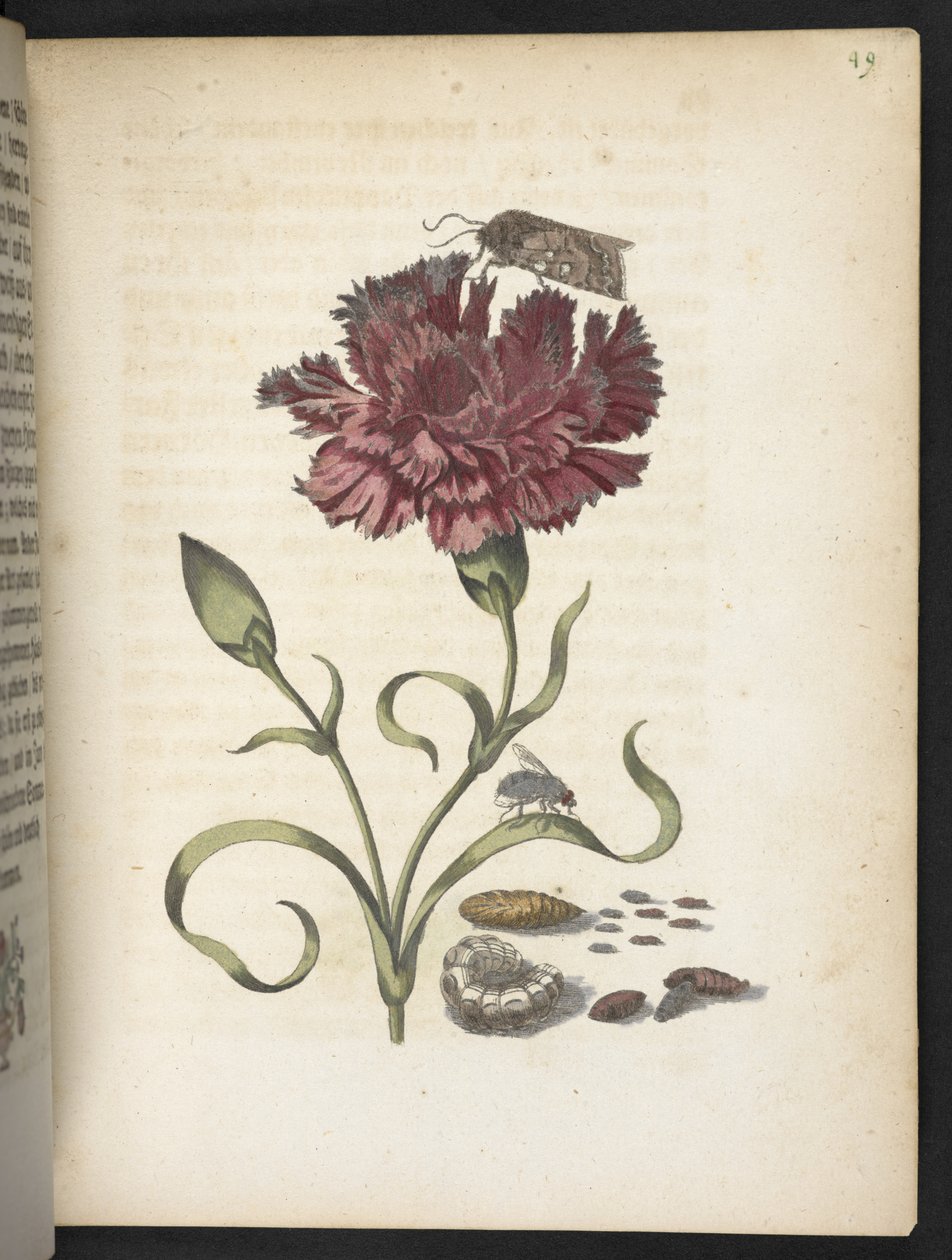 "Cudowna metamorfoza gąsienic i dziwny pokarm kwiatowy..." autorstwa Maria Sibylla Merian