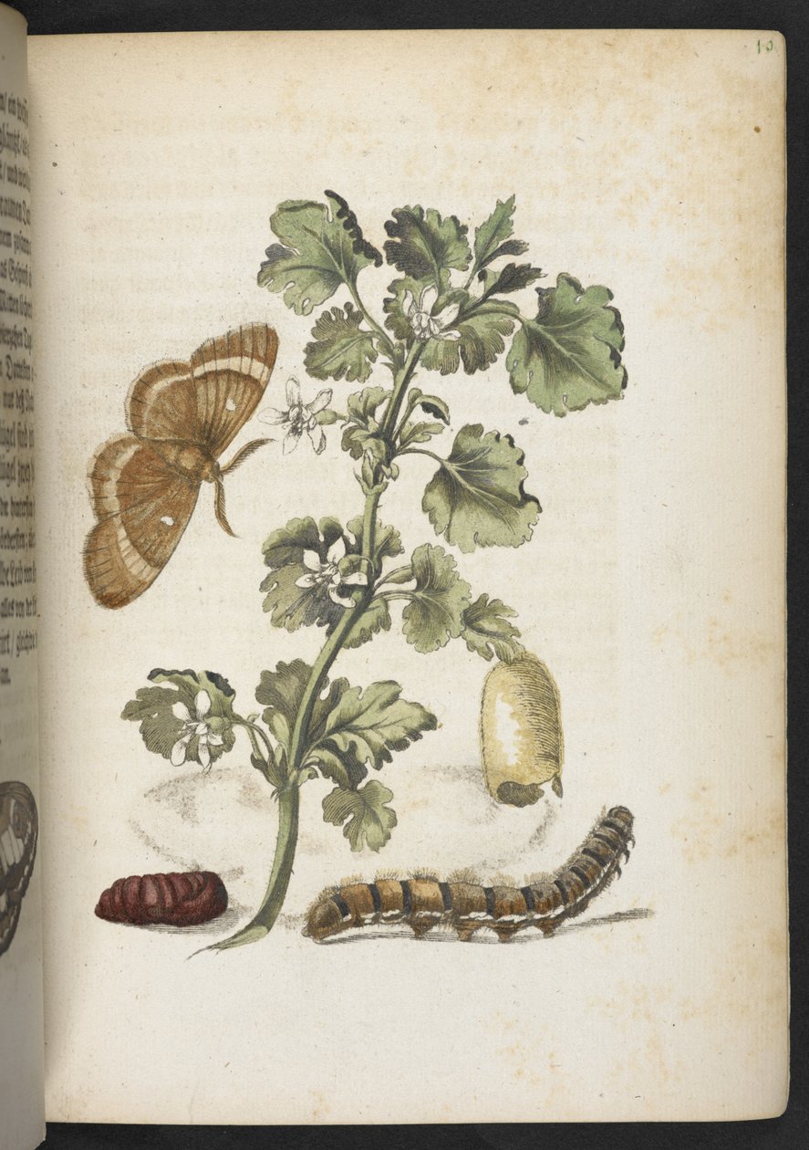"Cudowna metamorfoza gąsienic i dziwny pokarm kwiatowy..." autorstwa Maria Sibylla Merian