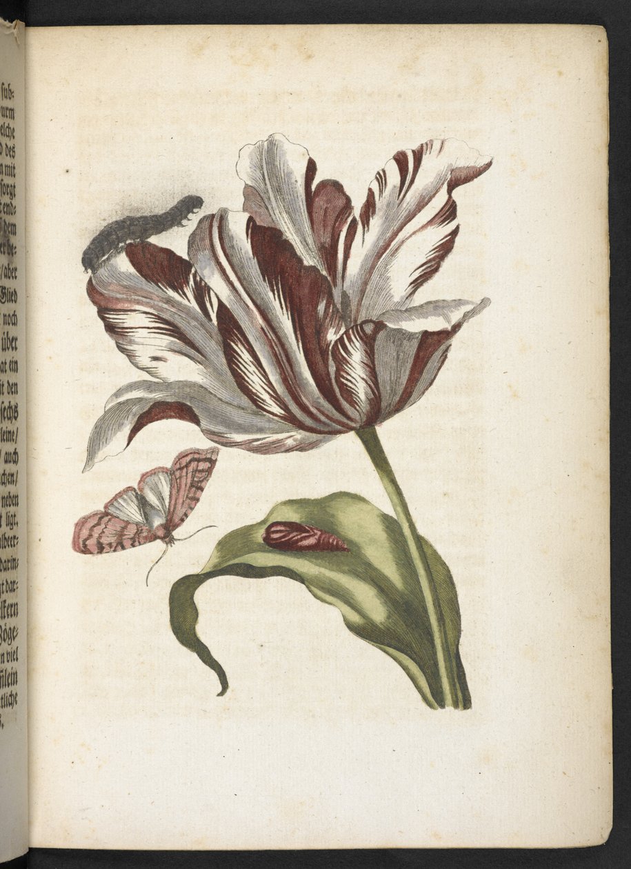 "Cudowna metamorfoza gąsienic i dziwny pokarm kwiatowy..." autorstwa Maria Sibylla Merian
